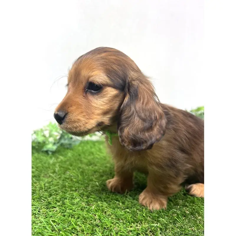 販売中の埼玉県のミニチュアダックスフンド(ロングヘアード)-453610の11枚目