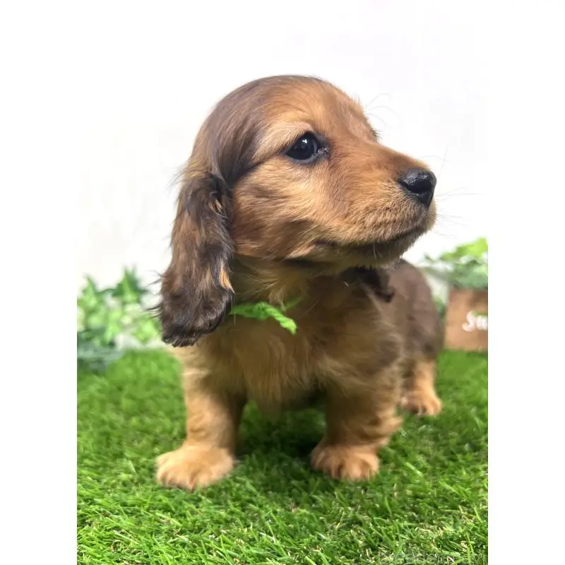 販売中の埼玉県のミニチュアダックスフンド(ロングヘアード)-453610の10枚目