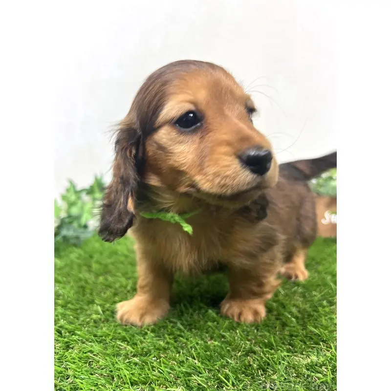 販売中の埼玉県のミニチュアダックスフンド(ロングヘアード)-453610の9枚目