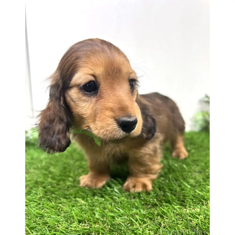 販売中の埼玉県のミニチュアダックスフンド(ロングヘアード)-453610の8枚目