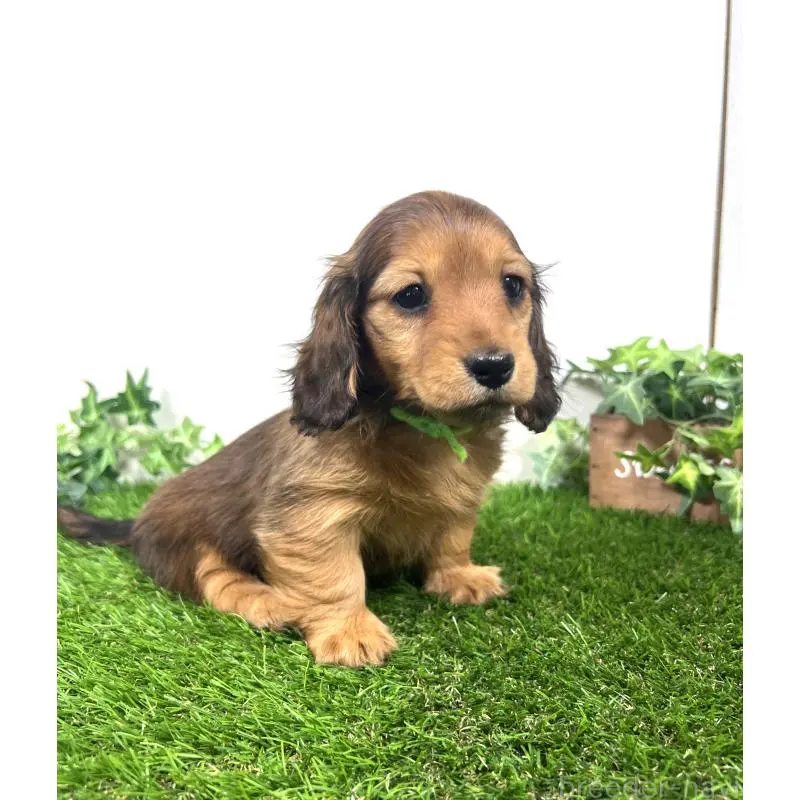 販売中の埼玉県のミニチュアダックスフンド(ロングヘアード)-453610の6枚目