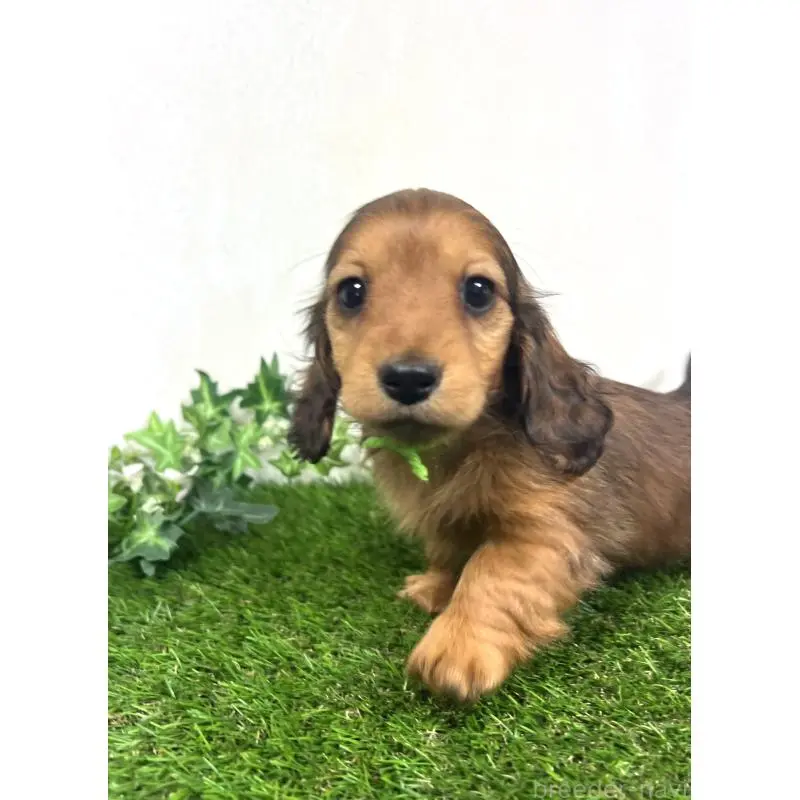 販売中の埼玉県のミニチュアダックスフンド(ロングヘアード)-453610の5枚目