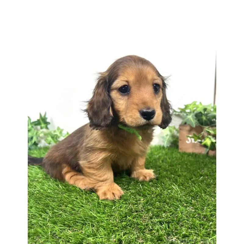 販売中の埼玉県のミニチュアダックスフンド(ロングヘアード)-453610の4枚目