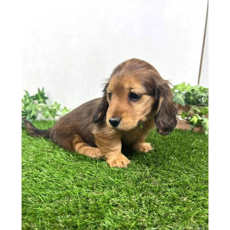 販売中の埼玉県のミニチュアダックスフンド(ロングヘアード)-453610の3枚目