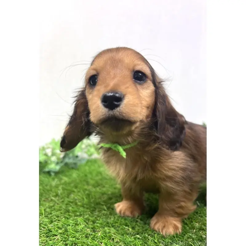 販売中の埼玉県のミニチュアダックスフンド(ロングヘアード)-453610の2枚目