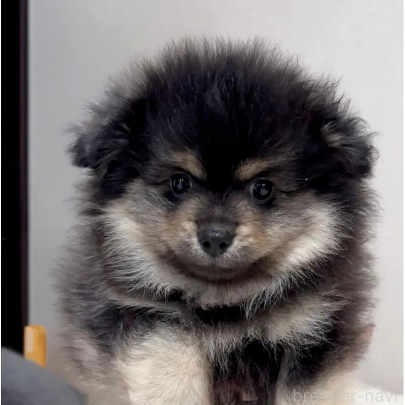 販売中の兵庫県のポメラニアン-453612の3枚目