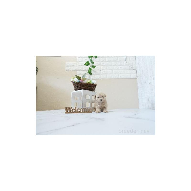 販売中の滋賀県のトイプードル-451048の4枚目