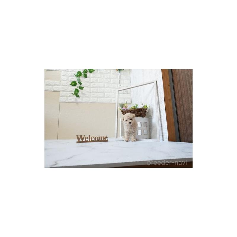 販売中の滋賀県のトイプードル-451048の2枚目