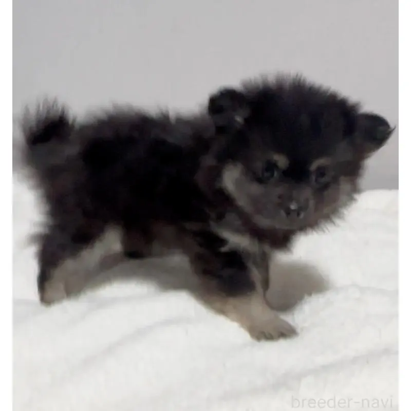 販売中の兵庫県のポメラニアン-453613の3枚目