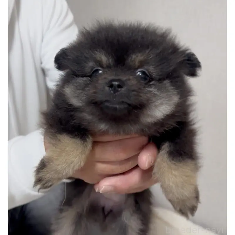 販売中の兵庫県のポメラニアン-453616の3枚目