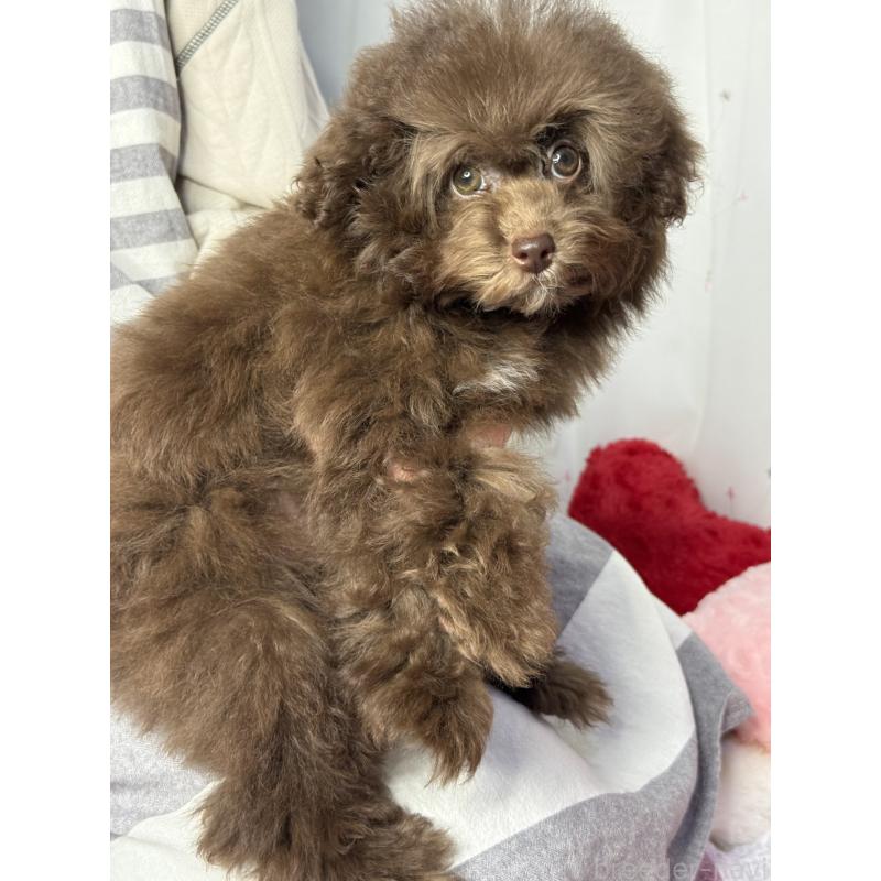 販売中の大阪府のタイニープードル-444570の3枚目