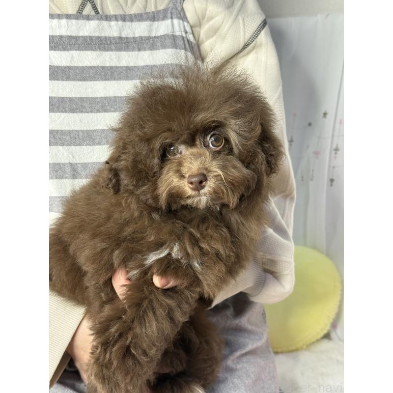 販売中の大阪府のタイニープードル-444570の2枚目