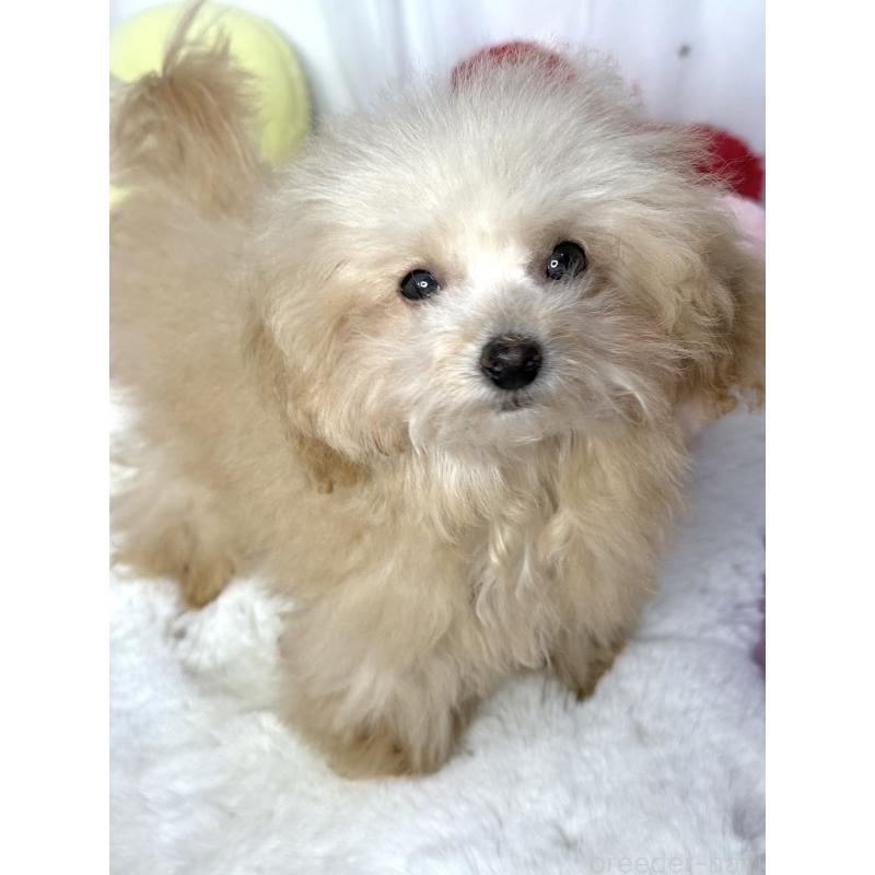 販売中の大阪府のティーカッププードル-435587の3枚目