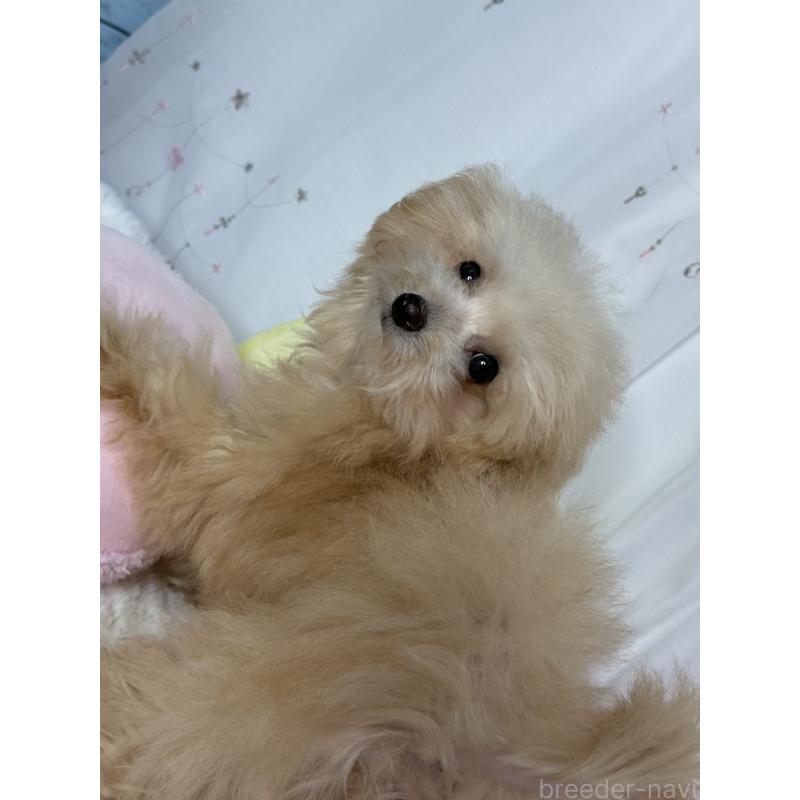 販売中の大阪府のティーカッププードル-435587の2枚目