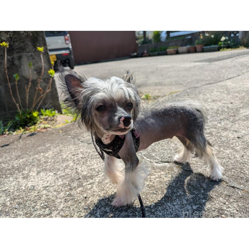 販売中の大分県のチャイニーズクレステッドドッグ-436341の13枚目