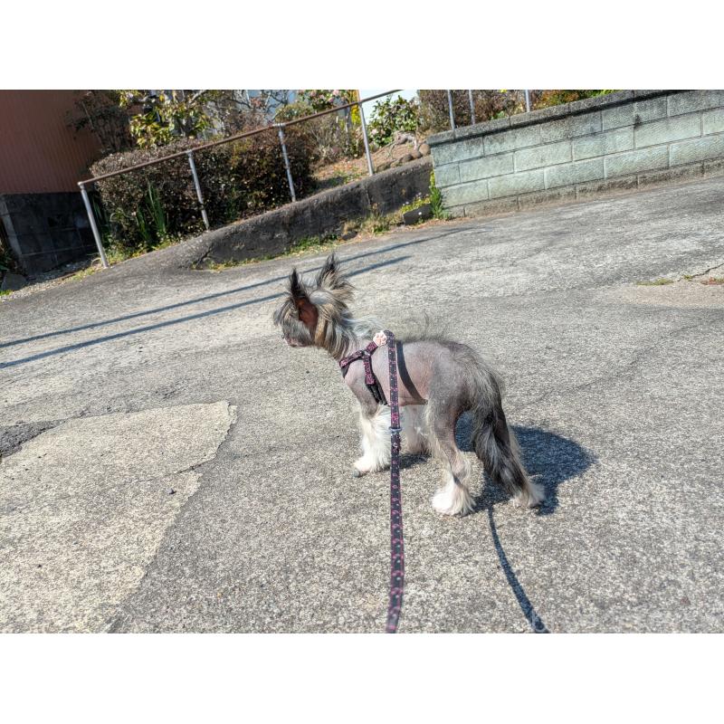 販売中の大分県のチャイニーズクレステッドドッグ-436341の12枚目