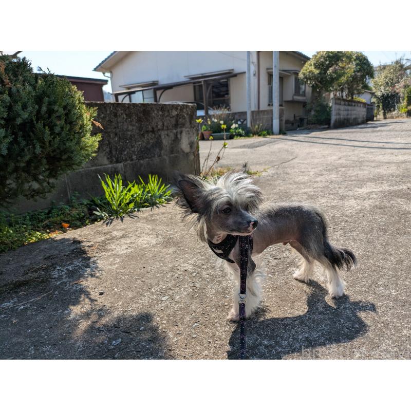 販売中の大分県のチャイニーズクレステッドドッグ-436341の11枚目