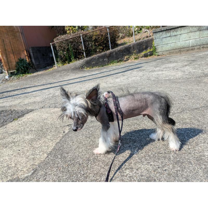 販売中の大分県のチャイニーズクレステッドドッグ-436341の10枚目