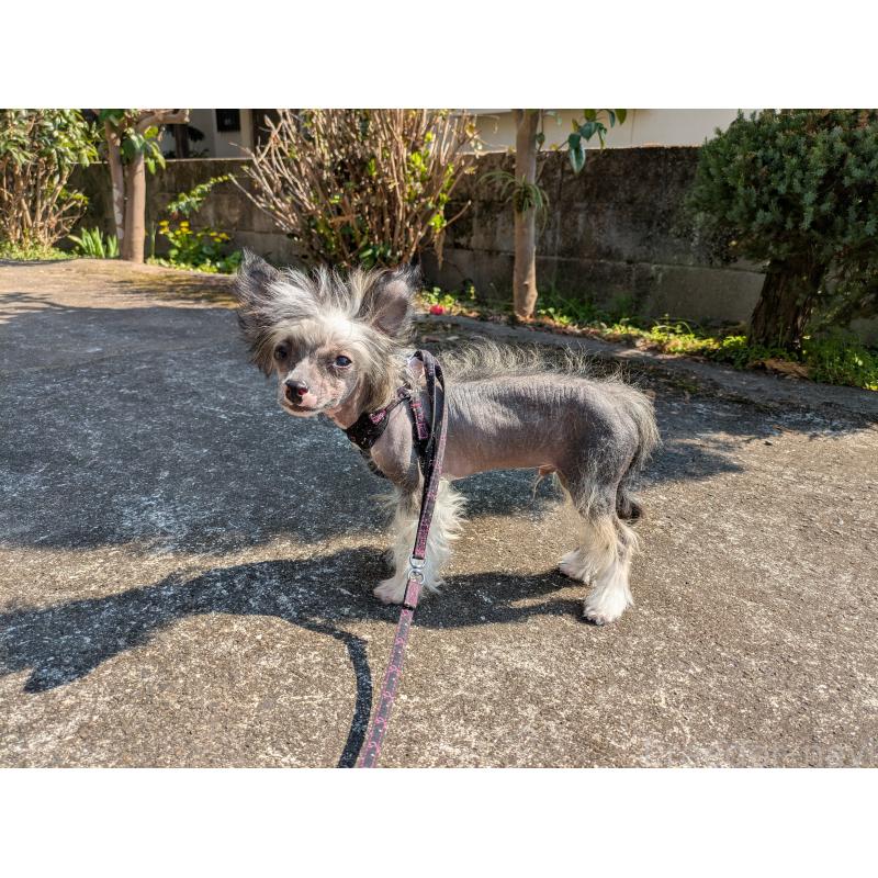 販売中の大分県のチャイニーズクレステッドドッグ-436341の8枚目