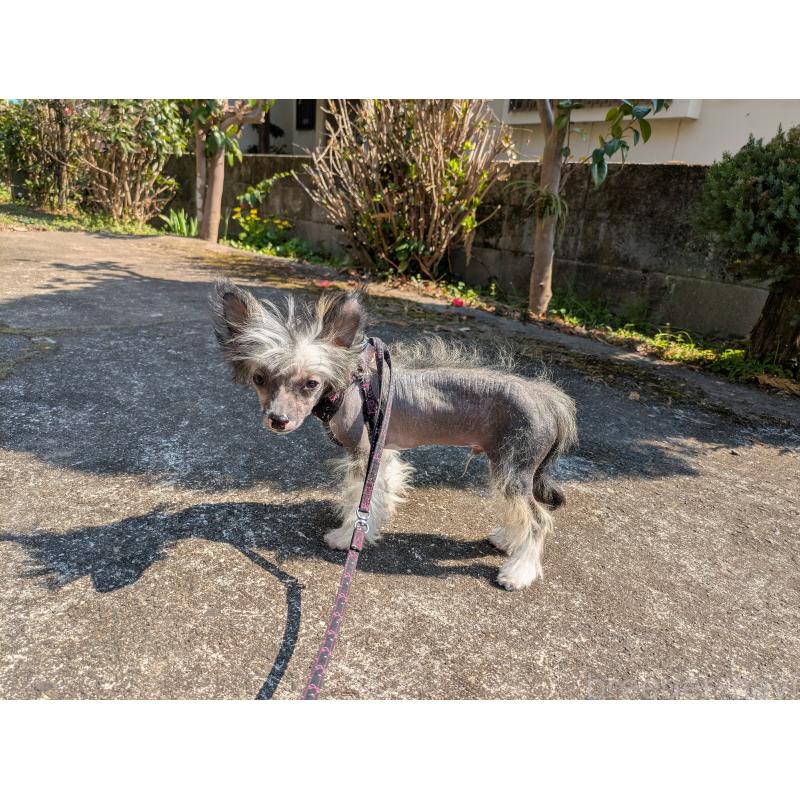 販売中の大分県のチャイニーズクレステッドドッグ-436341の7枚目