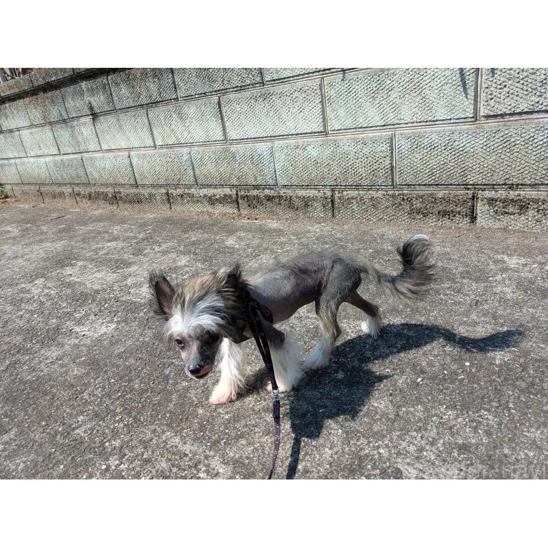 販売中の大分県のチャイニーズクレステッドドッグ-436341の6枚目