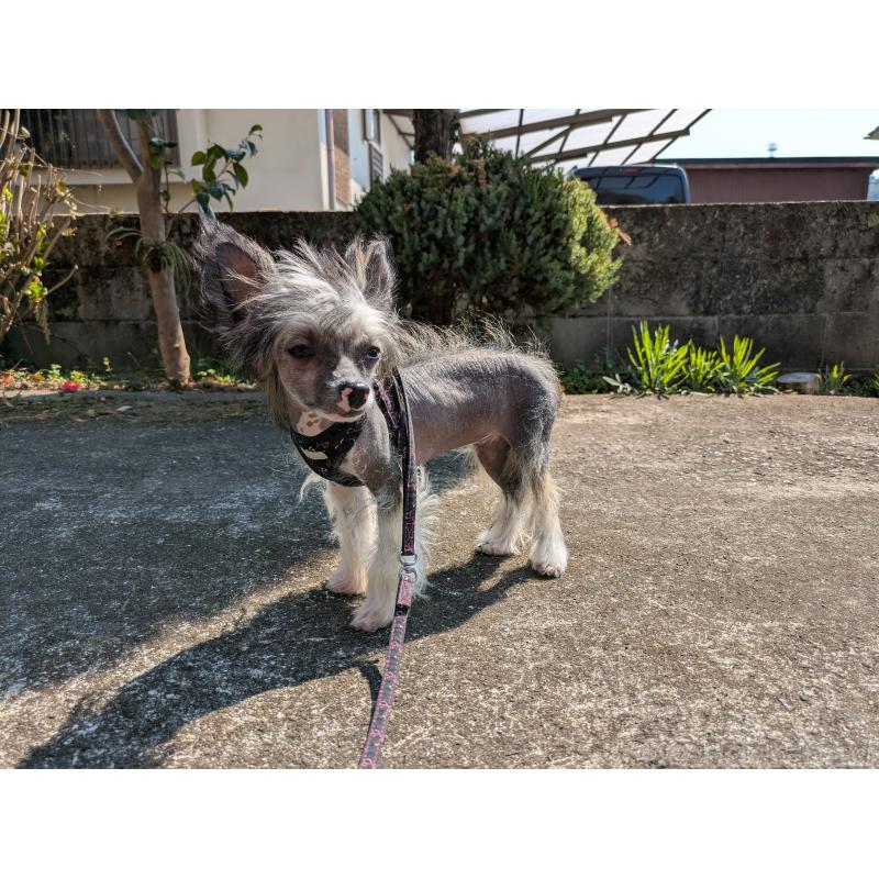 販売中の大分県のチャイニーズクレステッドドッグ-436341の5枚目