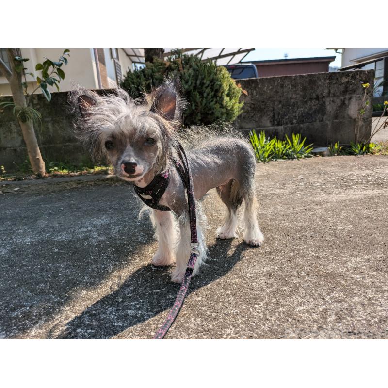 販売中の大分県のチャイニーズクレステッドドッグ-436341の4枚目