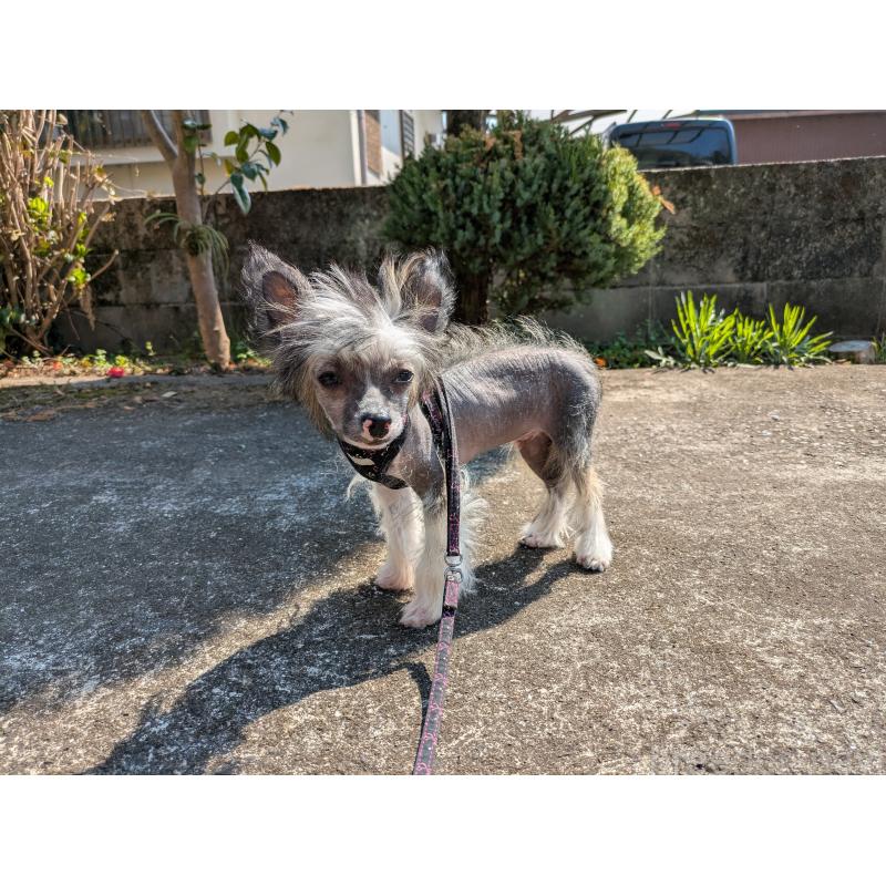 販売中の大分県のチャイニーズクレステッドドッグ-436341の3枚目