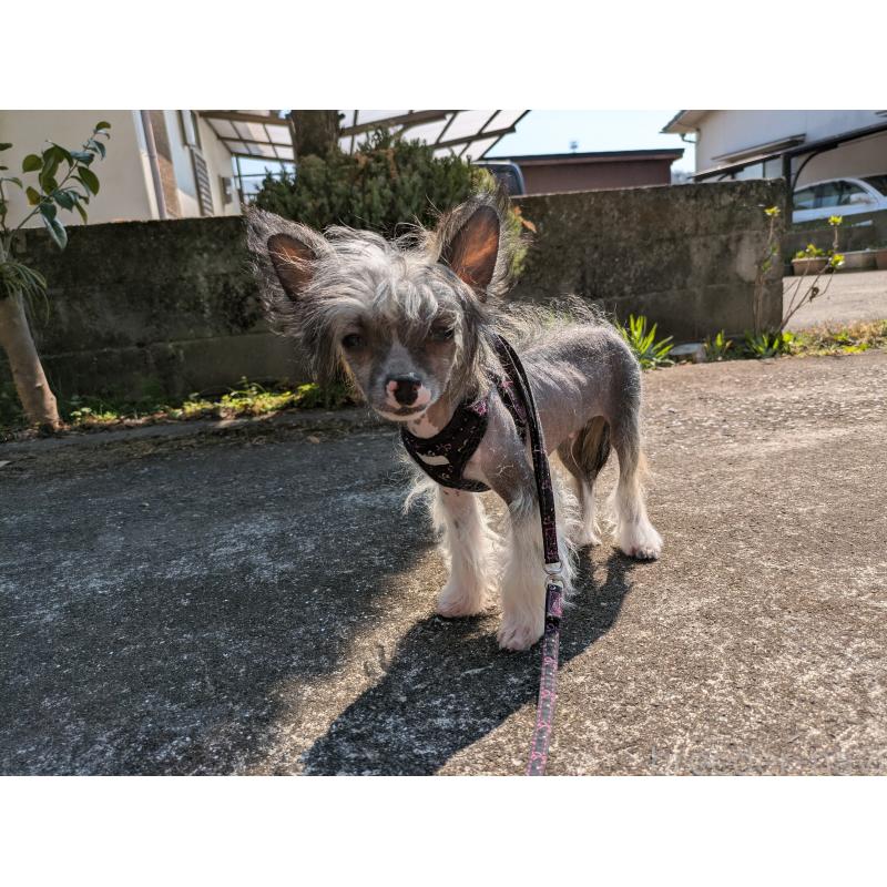 販売中の大分県のチャイニーズクレステッドドッグ-436341の2枚目