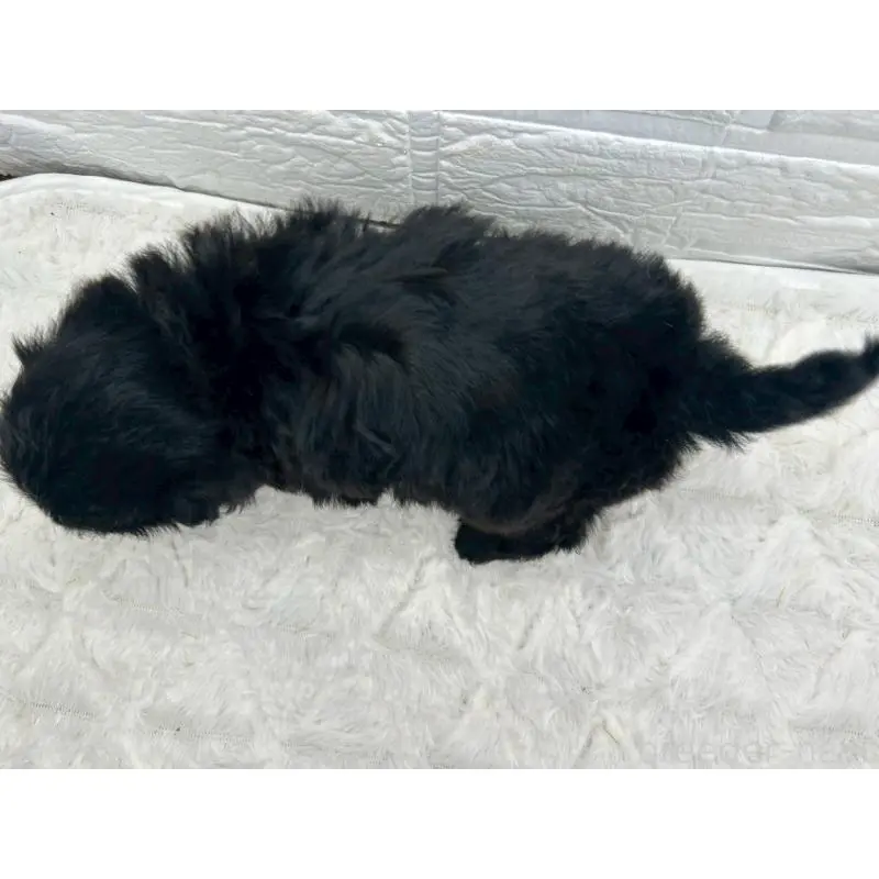 販売中の茨城県のマルプー:マルチーズ×トイプードル-453624の8枚目