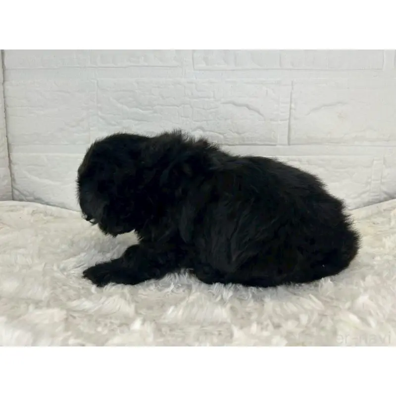 販売中の茨城県のマルプー:マルチーズ×トイプードル-453624の6枚目