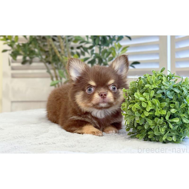 販売中の愛知県のチワワ(ロングコート)-453625の4枚目