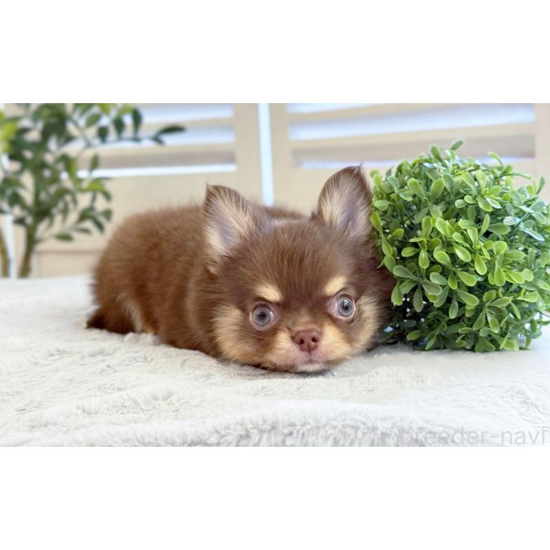 販売中の愛知県のチワワ(ロングコート)-453625の3枚目