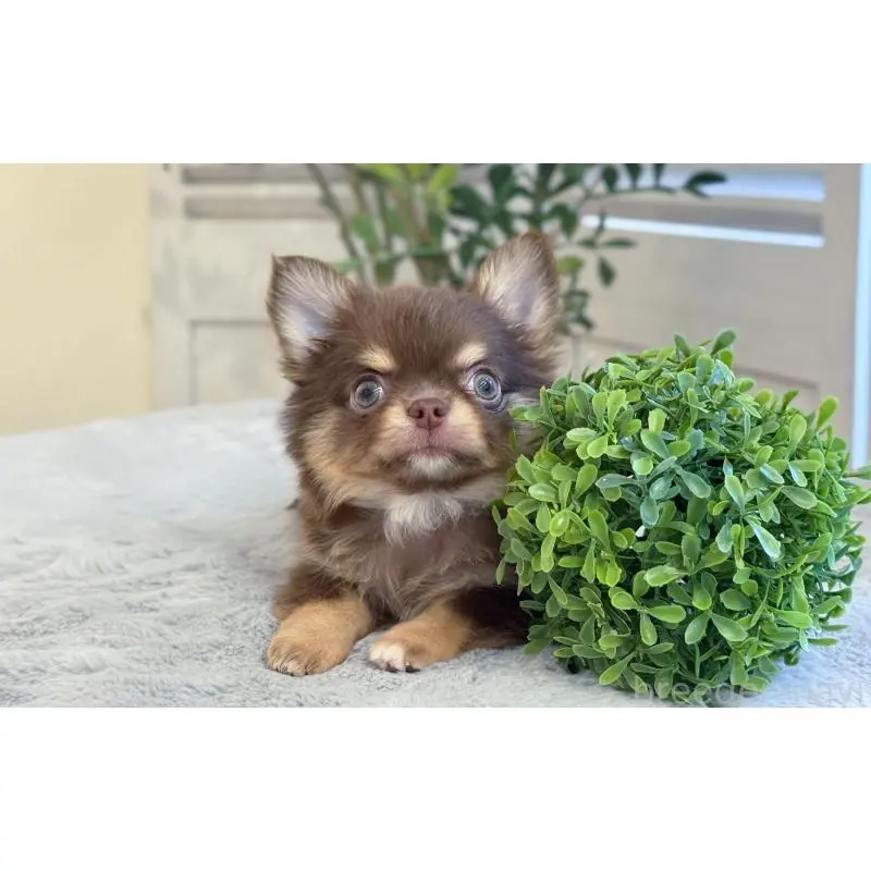 販売中の愛知県のチワワ(ロングコート)-453625の2枚目