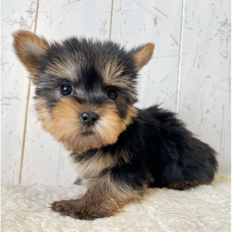 販売中の千葉県のヨークシャーテリア-453626の6枚目