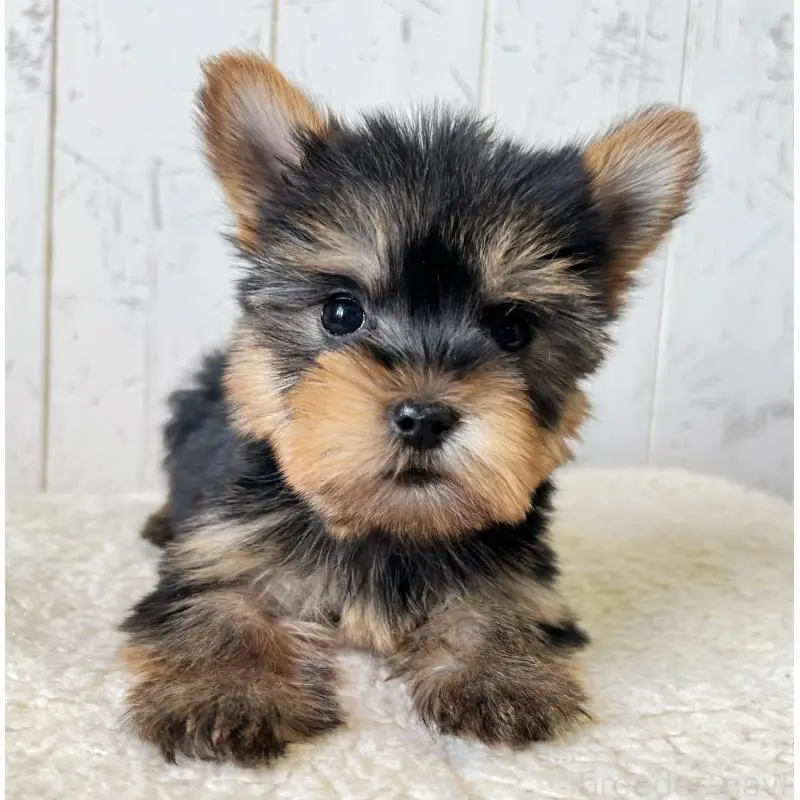 販売中の千葉県のヨークシャーテリア-453626の5枚目