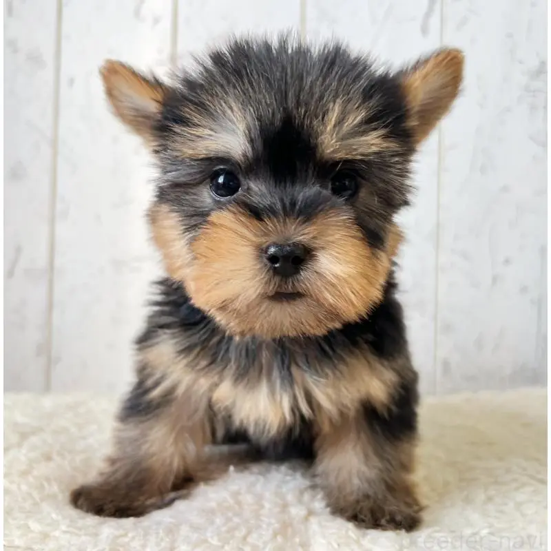 販売中の千葉県のヨークシャーテリア-453626の4枚目