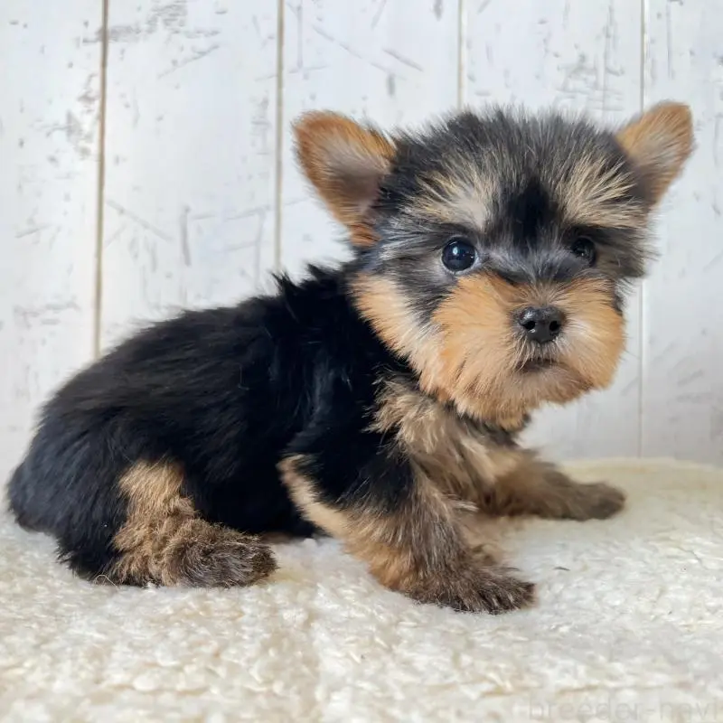 販売中の千葉県のヨークシャーテリア-453626の3枚目