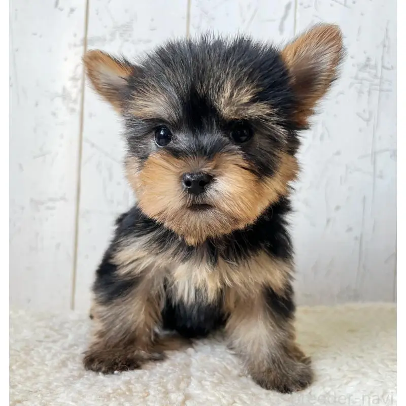 販売中の千葉県のヨークシャーテリア-453626の2枚目