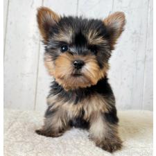 ♀︎ヨークシャーテリア