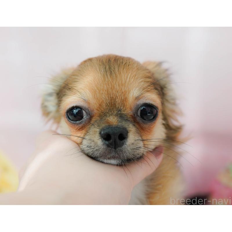 子犬