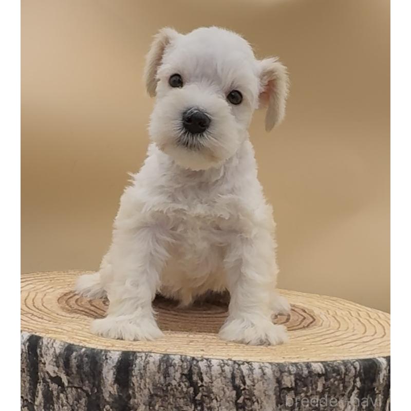 販売中の愛知県のミニチュアシュナウザー-453628の3枚目