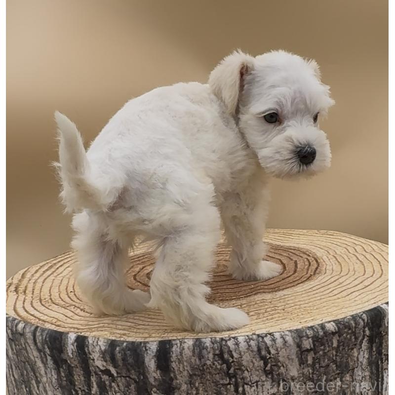 販売中の愛知県のミニチュアシュナウザー-453628の2枚目