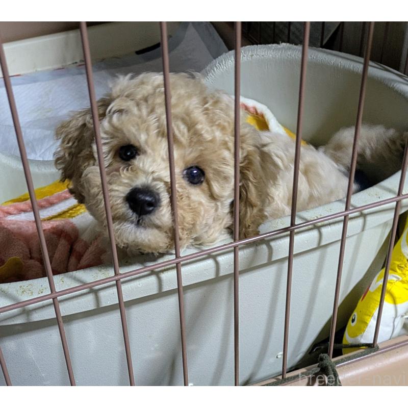 販売中の千葉県のミックス犬-446205の5枚目