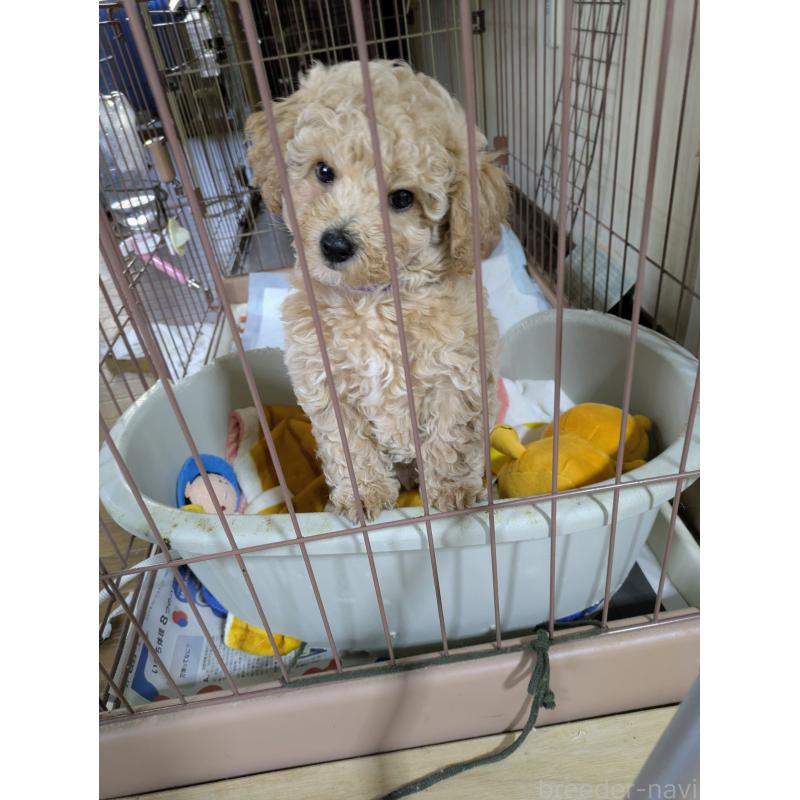 販売中の千葉県のミックス犬-446205の4枚目