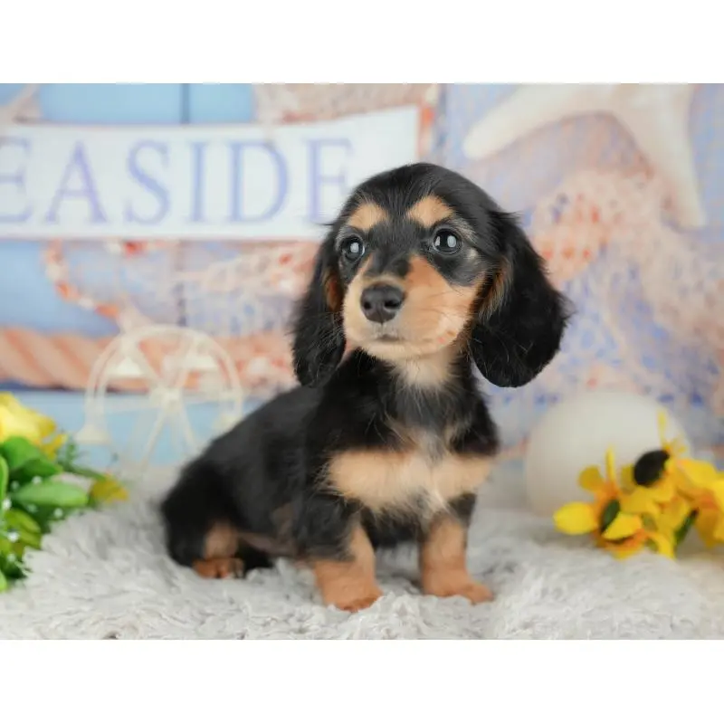 販売中の茨城県のミニチュアダックスフンド(ロングヘアード)-453629の8枚目