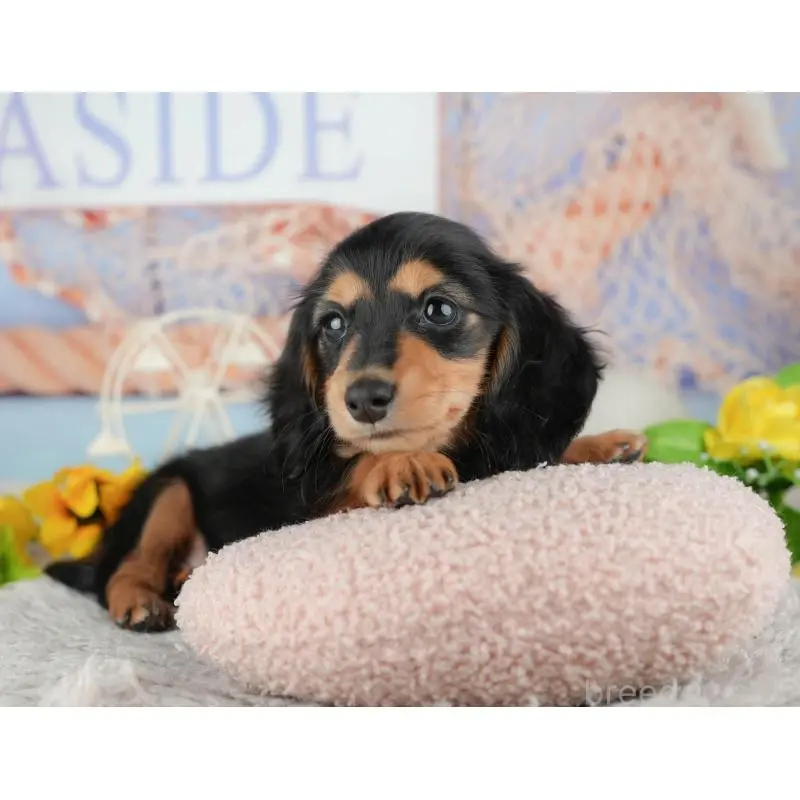 販売中の茨城県のミニチュアダックスフンド(ロングヘアード)-453629の7枚目