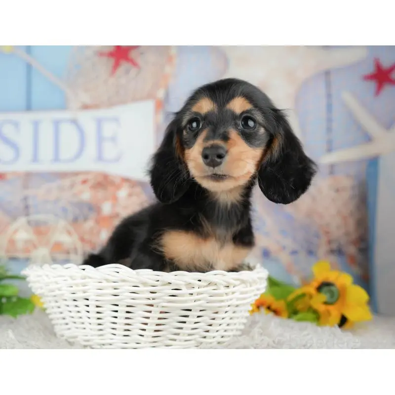 販売中の茨城県のミニチュアダックスフンド(ロングヘアード)-453629の5枚目