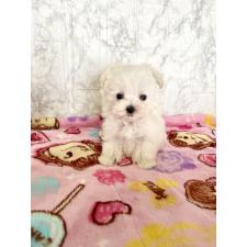 ♀︎ミックス犬