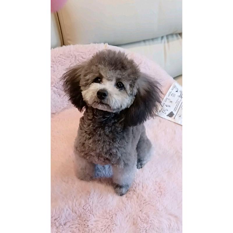 販売中の三重県のトイプードル-410266